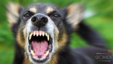 У Кременчуцькому районі собака пацієнта покусав фельдшера