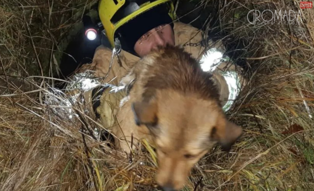 Рятувальники діставали собаку з двометрової ями