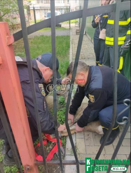 В центрі Кременчука в залізному паркані застрягла поранена косуля