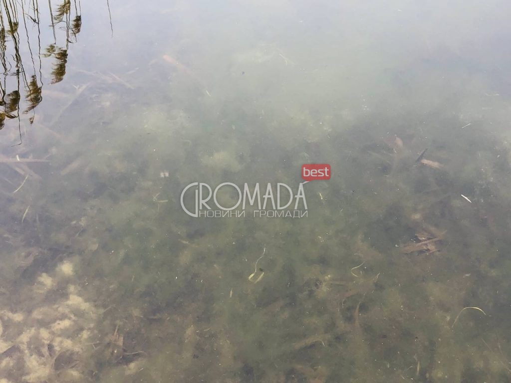 Сухий Кагамлик у Кременчуці гине перетворюючись на болото ФОТО