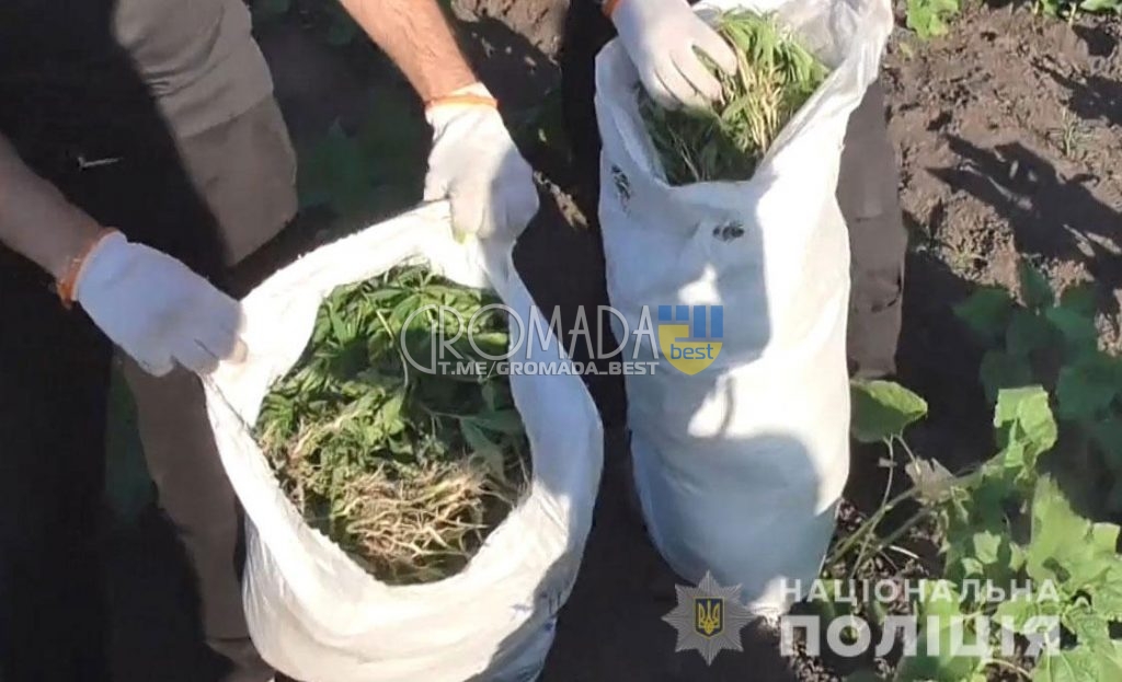 На Полтавщині поліцейські виявили понад 14,5 тисяч рослин конопель