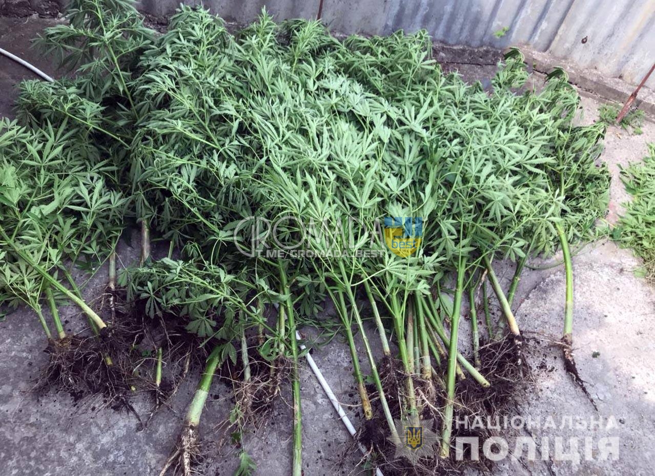 У жителя села Вільна Терешківка виявлено близько 180 рослин конопель
