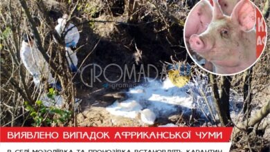 Кримінальне розслідування у зв'язку з африканською чумою серед свиней у селі Мозоліївка